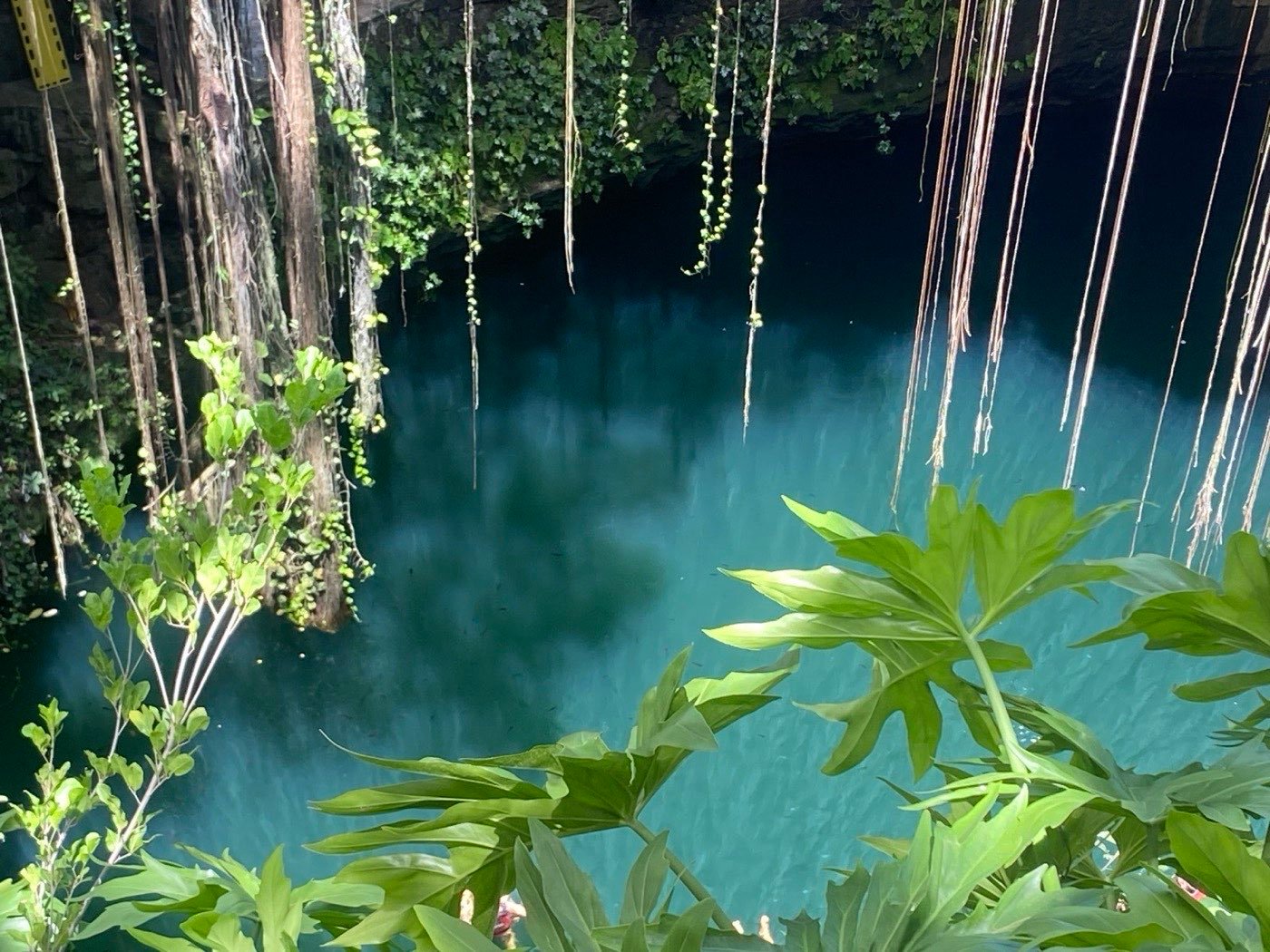 Cenote semi-cerrado con raíces colgantes sobre agua tranquila — el ambiente catedral del cenote Nayah