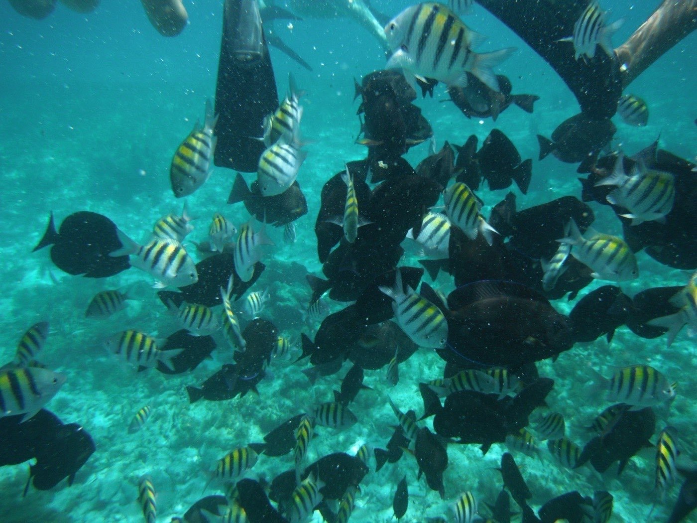 Snorkeling in Mexico