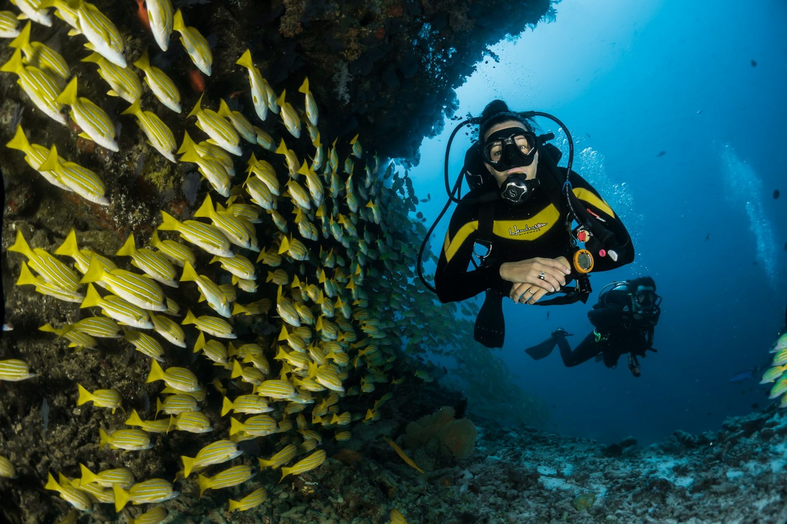 Snorkelers next to a whale shark