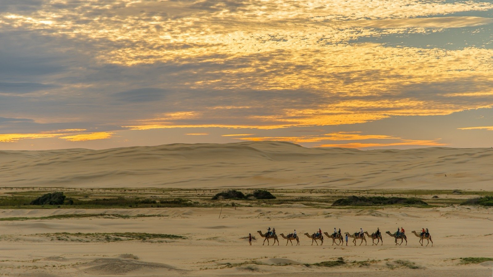 Sunset Camel Ride