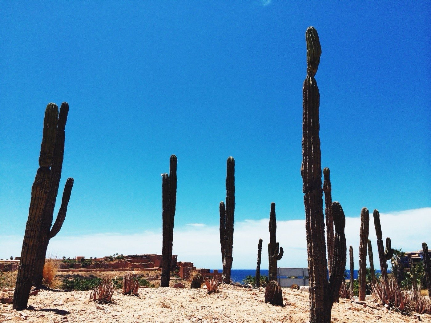 Cabo San Lucas desert cacti meeting the sea