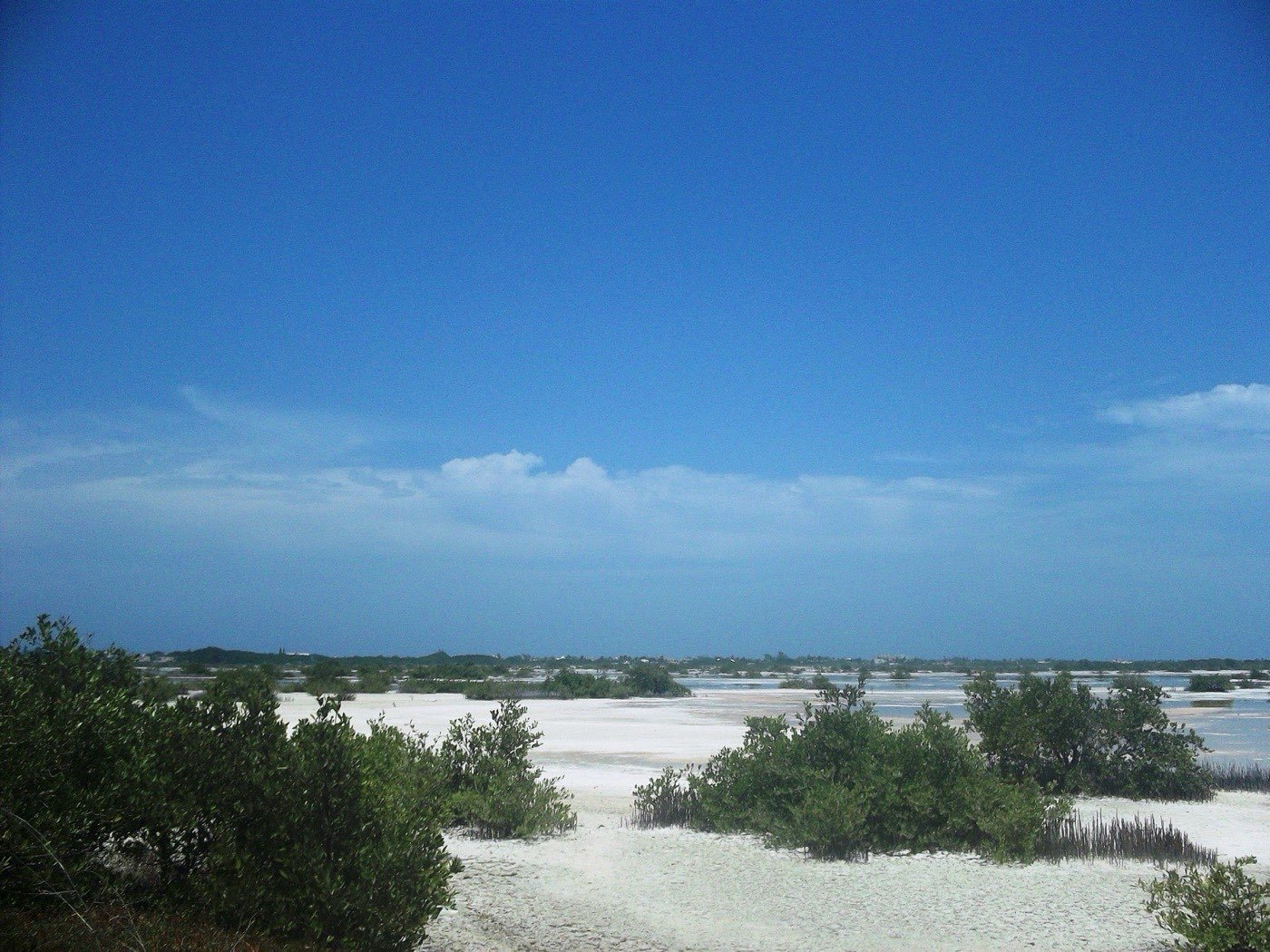 Progreso Yucatan coastline with mangroves