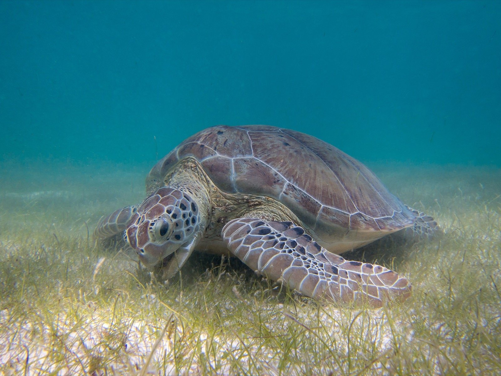 Snorkel con Tortugas
