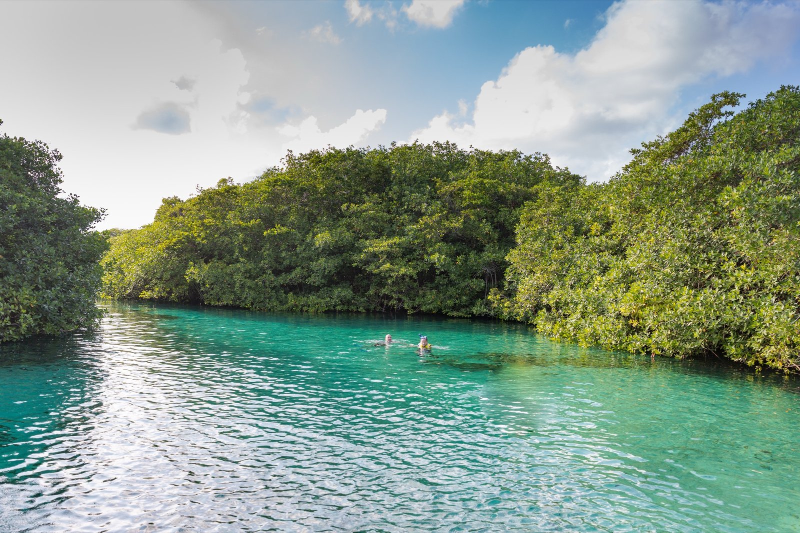 Snorkelers floating in Casa Cenote with mangrove roots overhead
